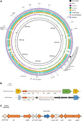 Phenotypic and Genotypic Characteristics of a Tigecycline-Resistant Acinetobacter pittii Isolate Carrying blaNDM–1 and the Novel blaOXA Allelic Variant blaOXA–1045